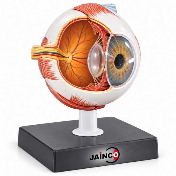 Human Eye Model